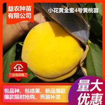 小花黄金蜜4号黄桃苗，保证品种，坐果率高，丰产性好