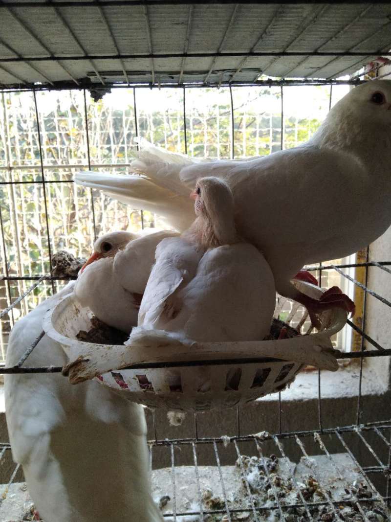 [好货热销]优质乳鸽产家直销价格优惠欢迎实地考察