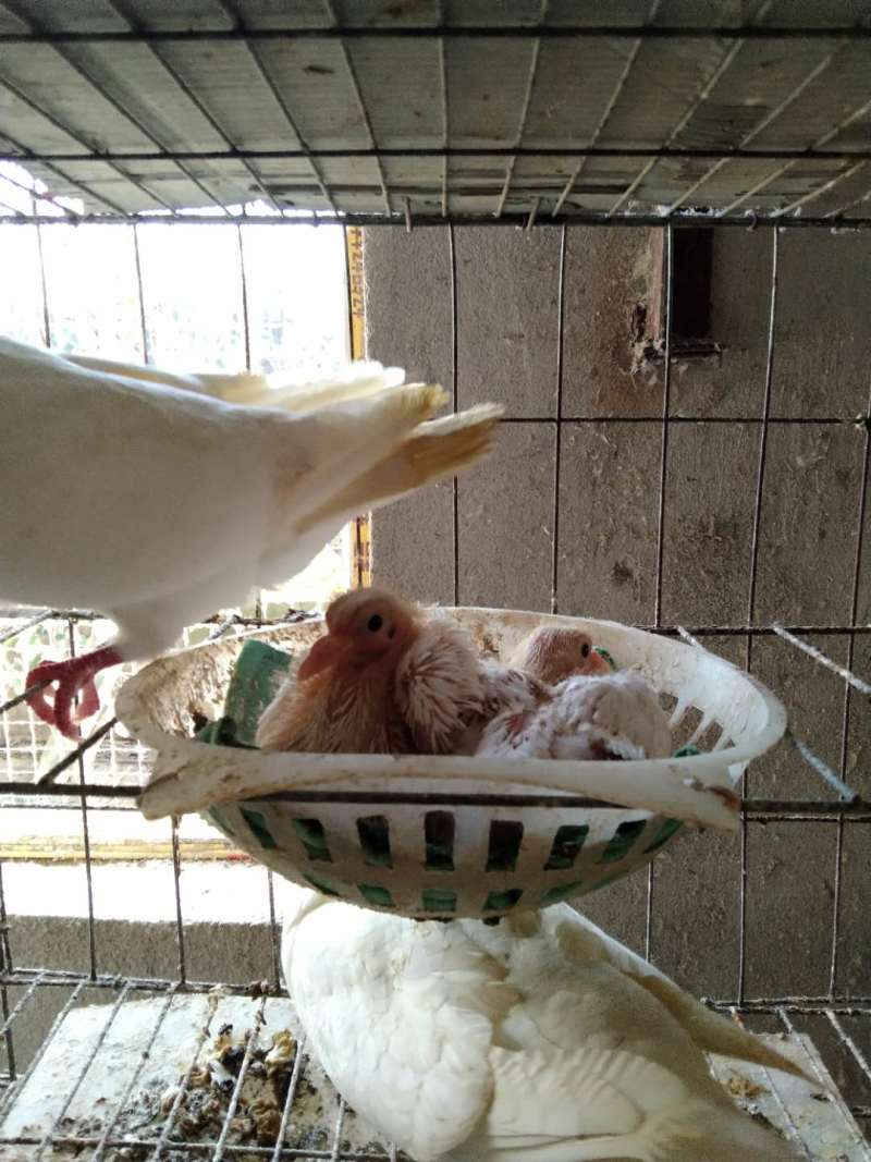 [好货热销]优质乳鸽产家直销价格优惠欢迎实地考察