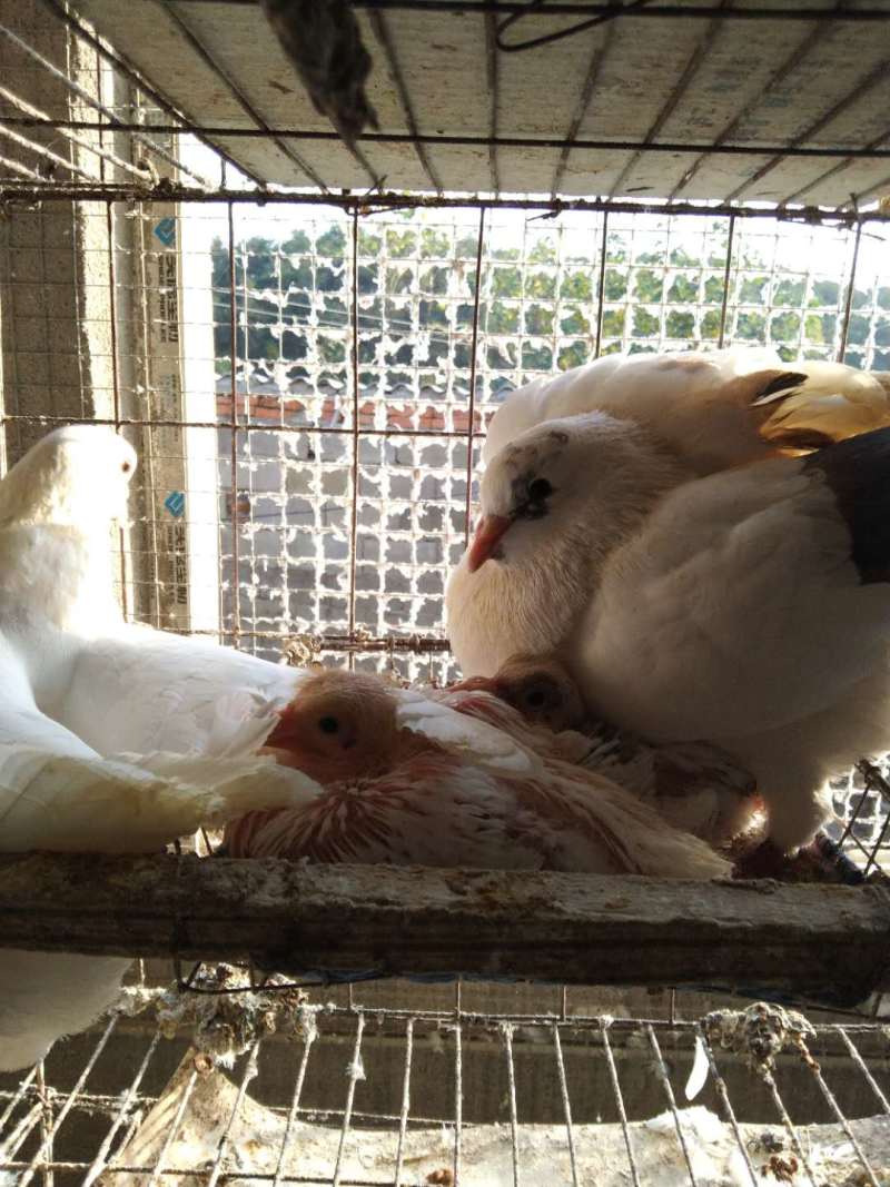 [好货热销]优质乳鸽产家直销价格优惠欢迎实地考察