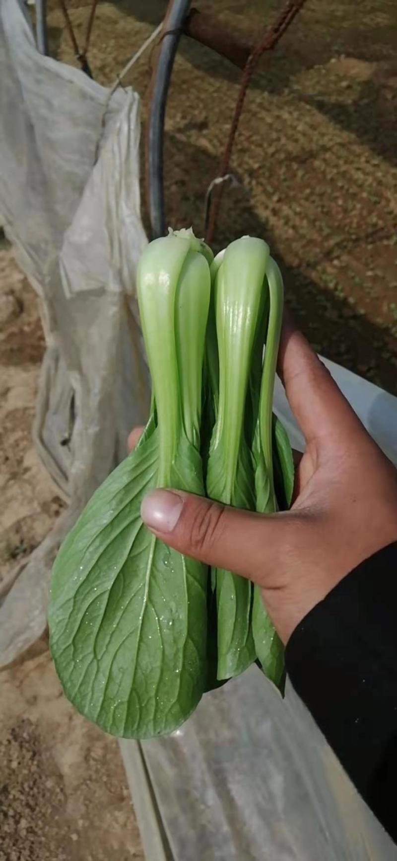 产地直供上海青，山东小油菜，大量供应，诚信为本，质量保证