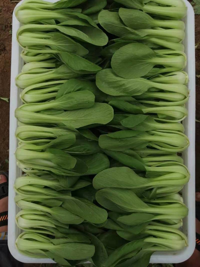 精品油菜，上海青，大量供应，长年专业代收代办，专业团队
