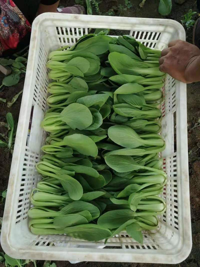 精品油菜，上海青，大量供应，长年专业代收代办，专业团队