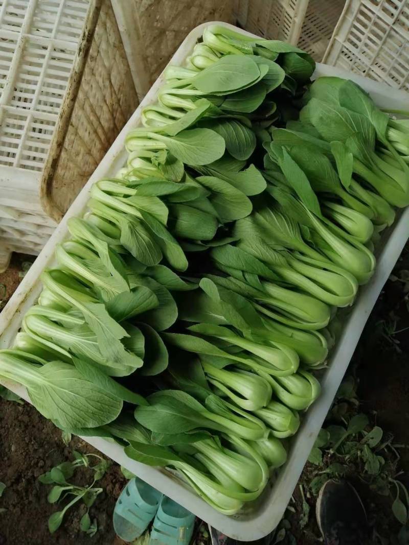 精品油菜，上海青，大量供应，长年专业代收代办，专业团队