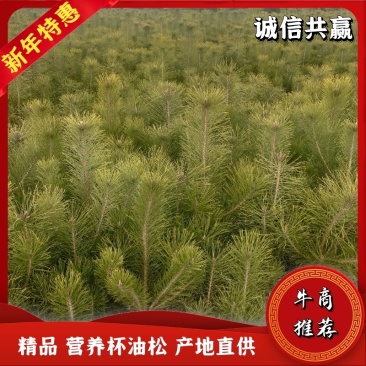 出售营养杯油松苗，大田定植油松苗，产地直供，线上交易