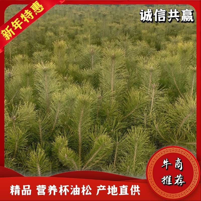 出售营养杯油松苗，大田定植油松苗，产地直供，线上交易