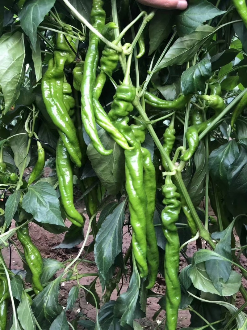 螺丝椒苗陇椒苗大果越夏螺丝椒苗嫁接辣椒苗批发
