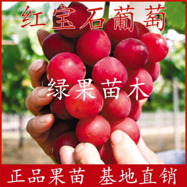 红宝石葡萄苗罗马麦当娜红宝石基地直销纯度保证