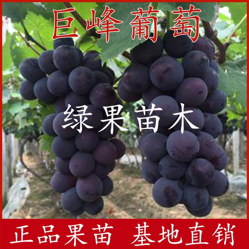 巨峰葡萄苗嫁接葡萄苗南北方可种植基地直销技术支持