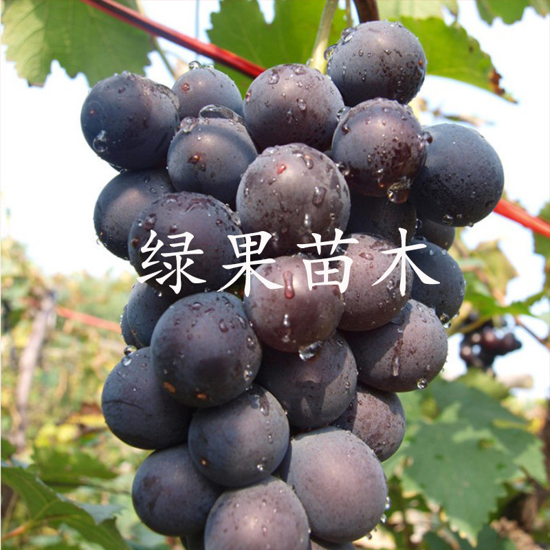 巨峰葡萄苗嫁接葡萄苗南北方可种植基地直销技术支持