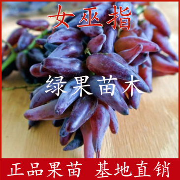 葡之梦女巫指葡萄苗嫁接苗产地直销提供技术支持
