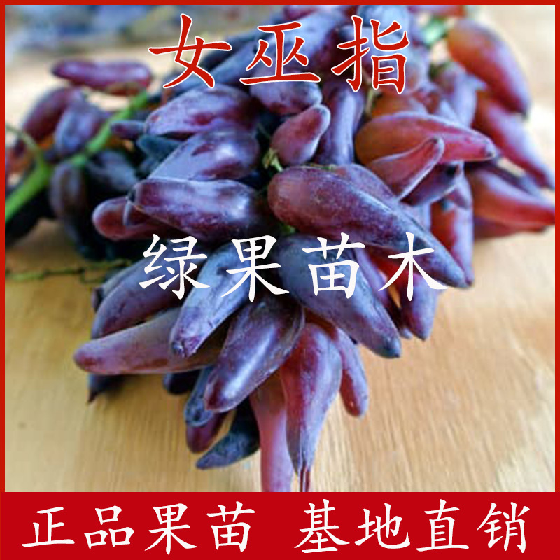 葡之梦女巫指葡萄苗嫁接苗产地直销提供技术支持