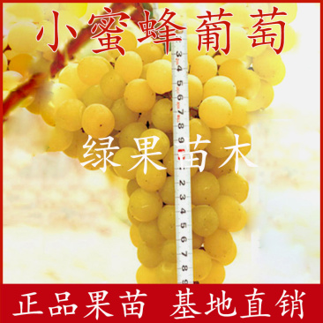 超甜葡萄苗小蜜蜂葡萄苗嫁接果树苗南方北方可种植
