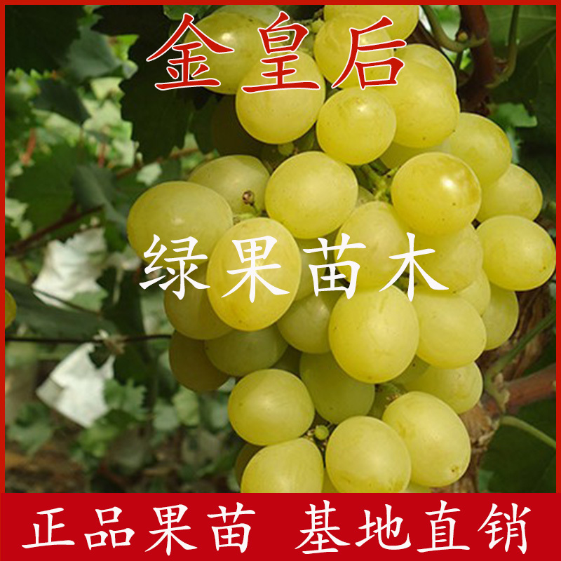 醉金香葡萄苗金黄色金皇后葡萄苗嫁接苗基地直销