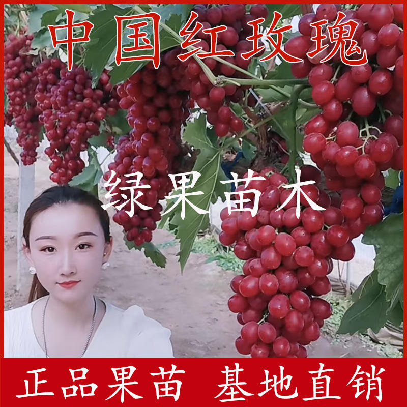 中国红玫瑰葡萄苗嫁接苗红玫瑰葡萄树苗新品纯正品中