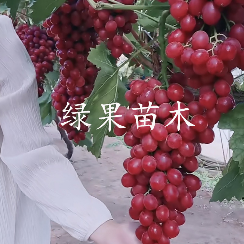 中国红玫瑰葡萄苗嫁接苗红玫瑰葡萄树苗新品纯正品中