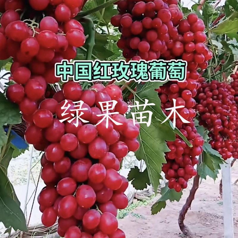 中国红玫瑰葡萄苗嫁接苗红玫瑰葡萄树苗新品纯正品中