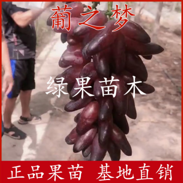 葡之梦葡萄苗基地直销嫁接果树苗现挖现发纯度保证