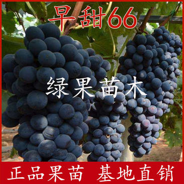 早熟葡萄新品种极早甜66葡萄苗基地直销纯正品种