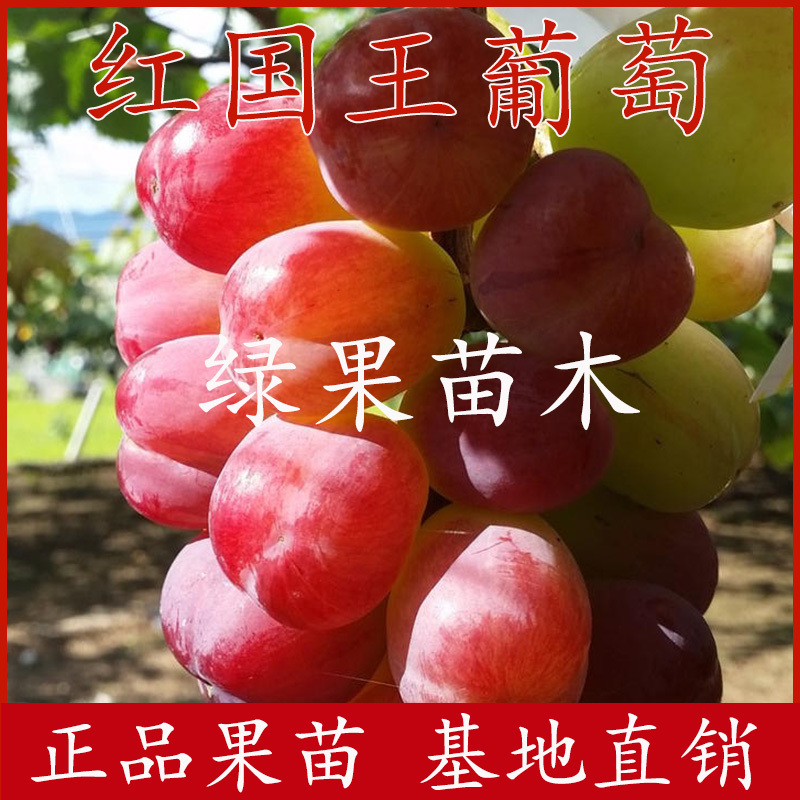 大粒葡萄新品种红国王葡萄苗嫁接果树苗当年结果