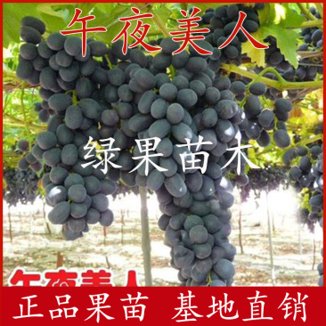 特早熟葡萄午夜美人葡萄苗嫁接果树苗基地直销