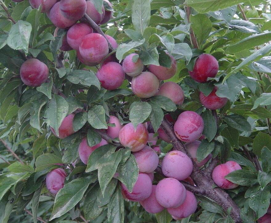 前卫红李子果园的自然种植环境