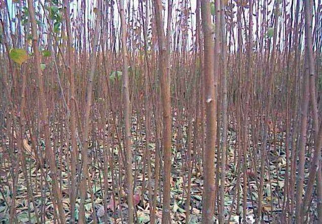 青红脆李子果园实景图