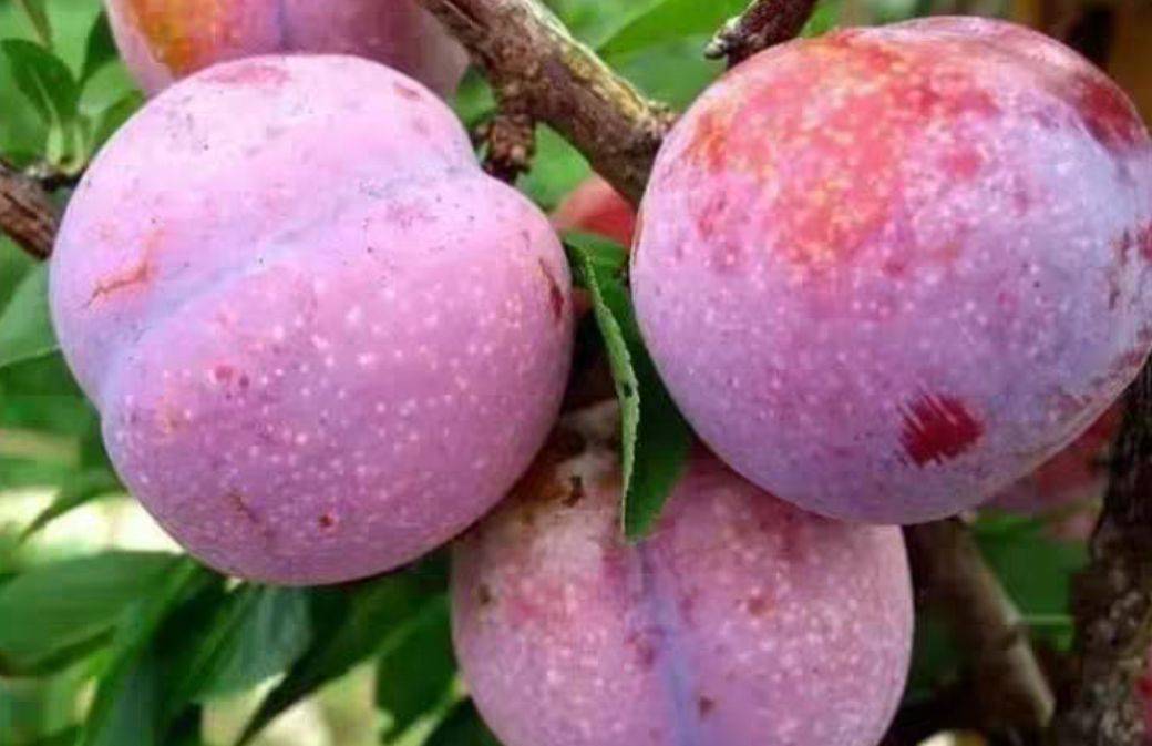 脆甜三华李深加工产品展示