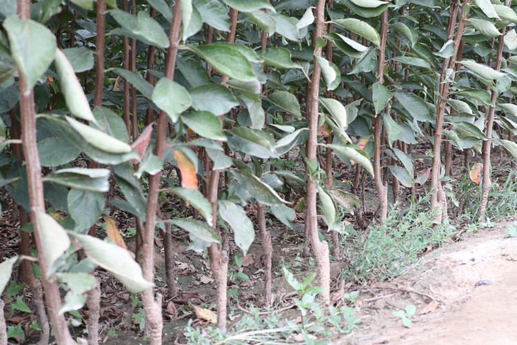 李子小苗基地航拍全景图