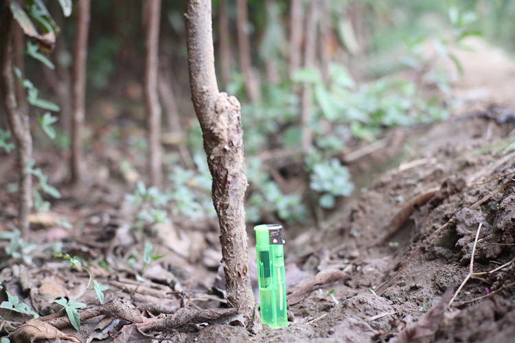 腌制李子保存图