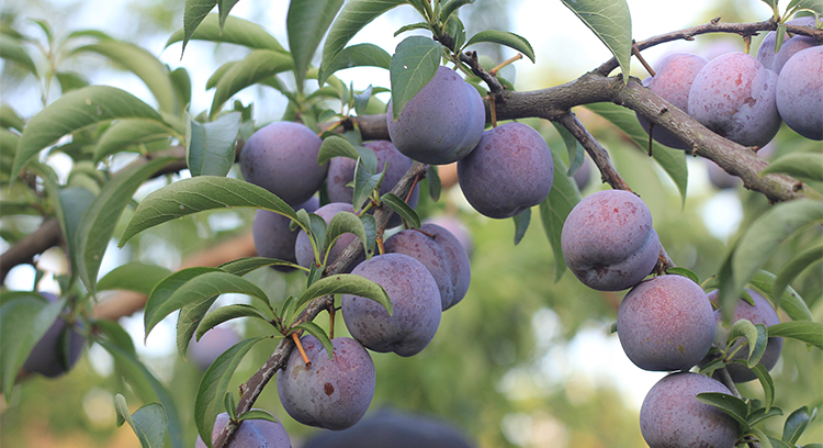展示一个阳光下的李子果园,树上挂满成熟的紫色李子 李子果园中的成熟果实