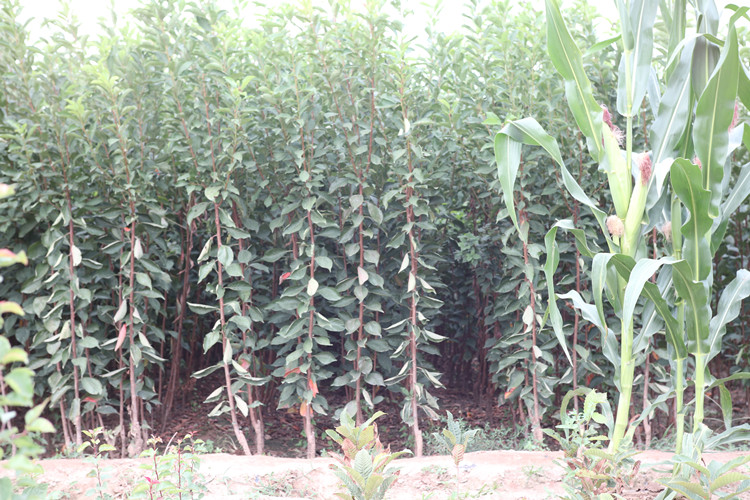 安哥诺李子在不同地区的种植分布图