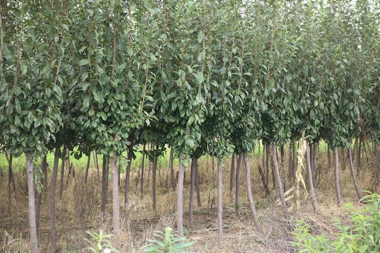 图片说明:果农正在进行李子果园的日常管理,包括修剪、施肥与病虫害监测 李子果园日常管理场景