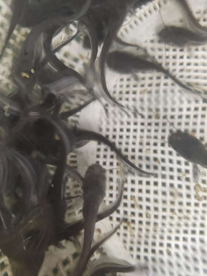 大口鲶鱼苗批发大河鲶鱼苗价格优惠苗场直发