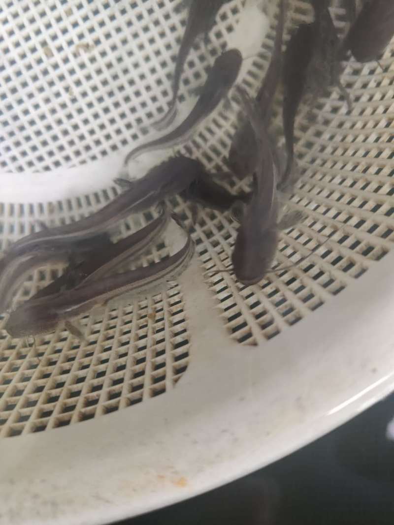 大口鲶鱼苗批发大河鲶鱼苗价格优惠苗场直发