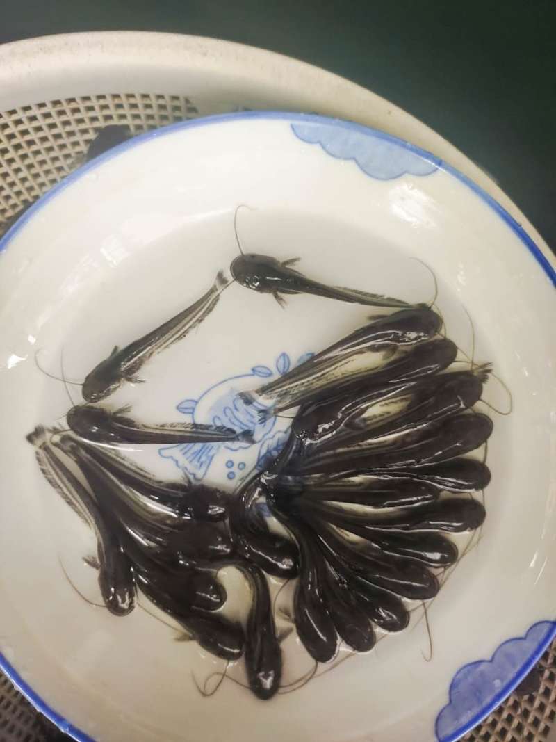 大口鲶鱼苗批发大河鲶鱼苗价格优惠苗场直发