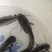 大口鲶鱼苗批发大河鲶鱼苗价格优惠苗场直发