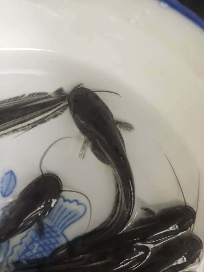 大口鲶鱼苗批发大河鲶鱼苗价格优惠苗场直发