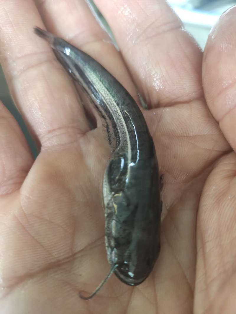 大口鲶鱼苗批发大河鲶鱼苗价格优惠苗场直发