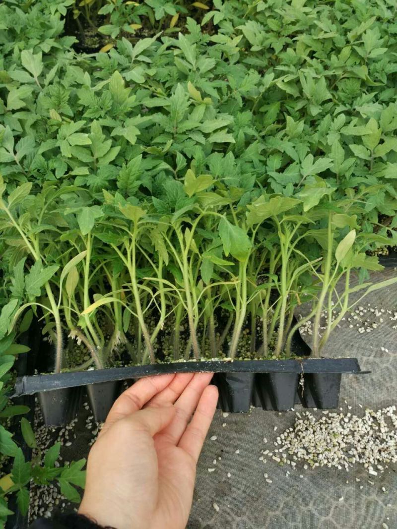 毛粉番茄苗番茄苗代育口感番茄苗番茄嫁接苗番茄育苗