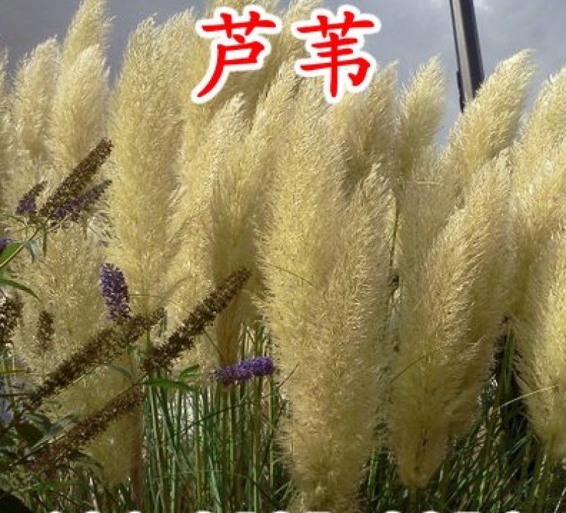 芦苇种子黄菖蒲香蒲种子千屈菜再力花种子水葱水生植物种子