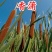 芦苇种子黄菖蒲香蒲种子千屈菜再力花种子水葱水生植物种子