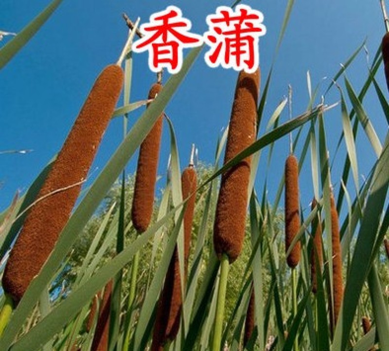 芦苇种子黄菖蒲香蒲种子千屈菜再力花种子水葱水生植物种子