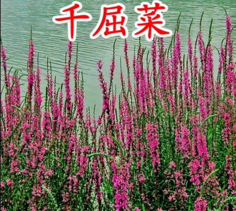 芦苇种子黄菖蒲香蒲种子千屈菜再力花种子水葱水生植物种子