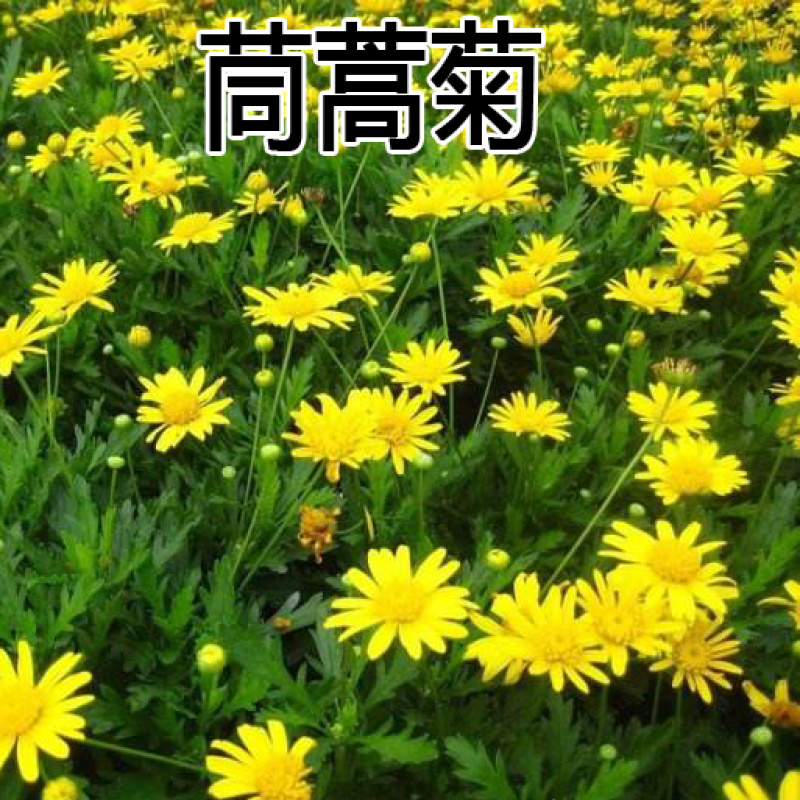 金盏菊种子茼蒿菊种子多年生花卉种子蛇目菊耐寒花海景观种植