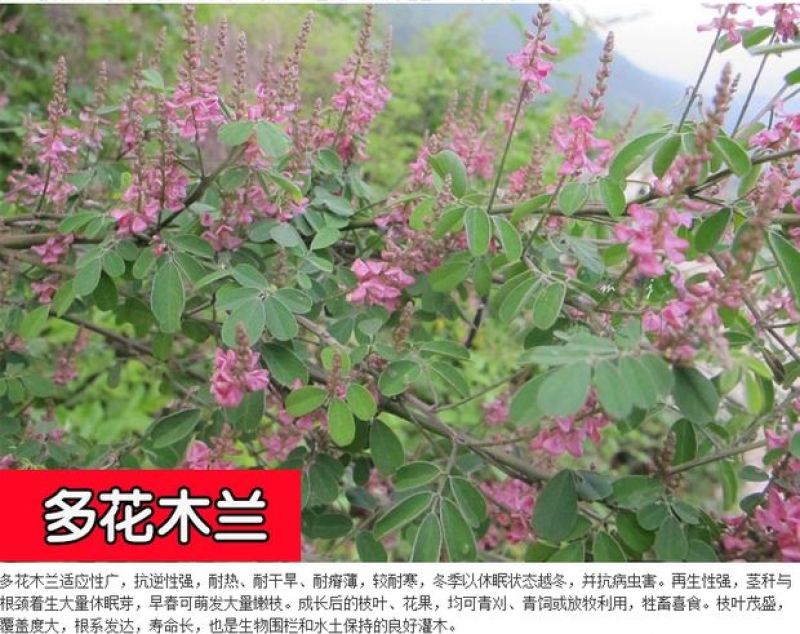 猪屎豆种子野苦豆大眼兰野花生大马铃灌木护坡种子