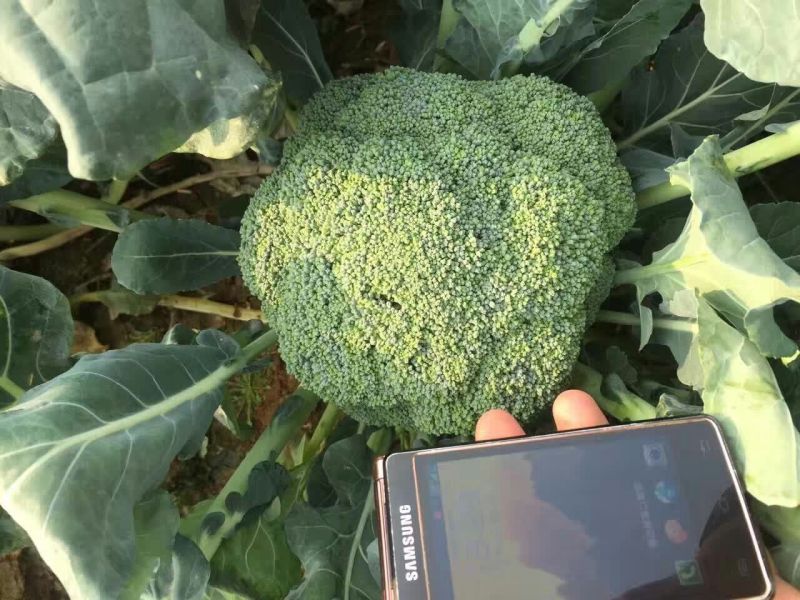 耐寒优秀西兰花苗耐热炎秀西蓝花苗寿光批发质量好