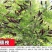 猪屎豆种子野苦豆大眼兰野花生大马铃灌木护坡种子