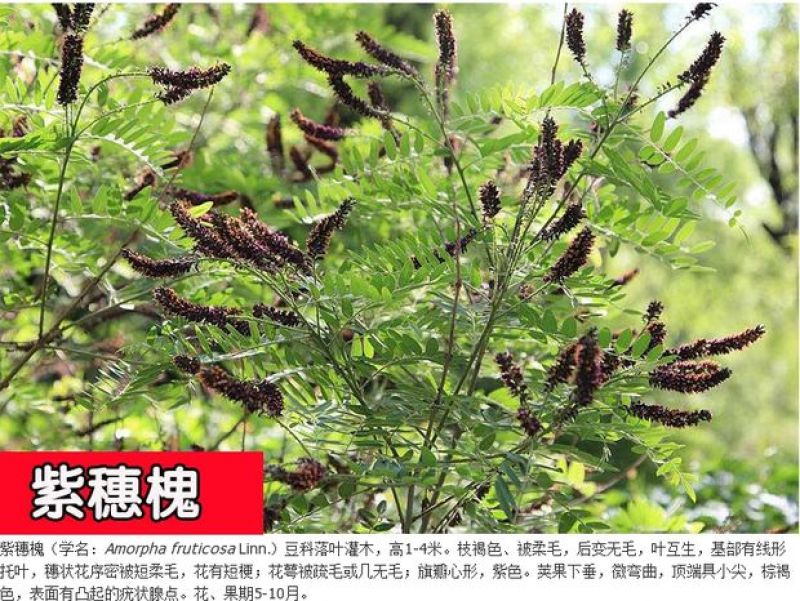猪屎豆种子野苦豆大眼兰野花生大马铃灌木护坡种子