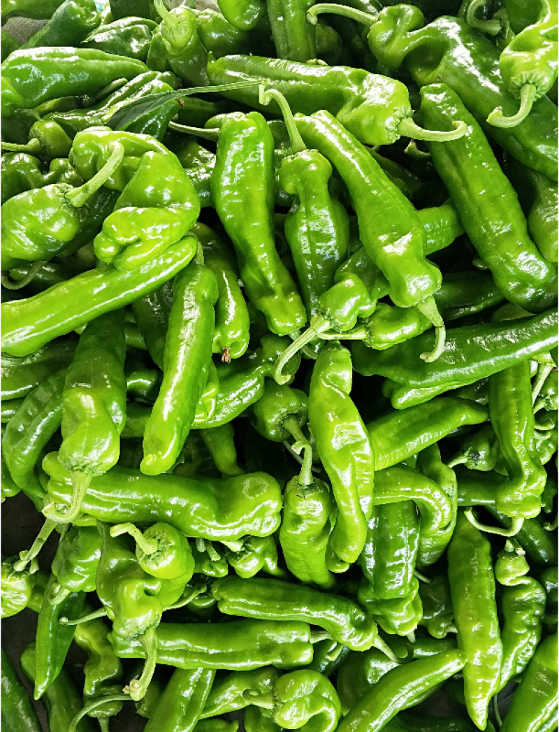 【大量批发】55皱皮线辣椒苏椒螺丝椒可发重庆河南山东江苏